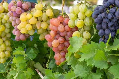 Bunches of different common grape vine species hanging together Foto stock