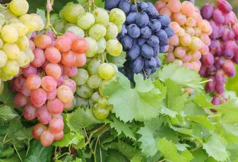 Bunches of different common grape vine species closeup Foto stock