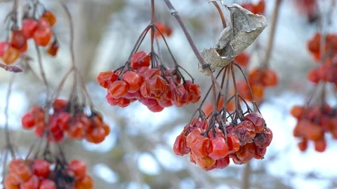 Bunches of dried red mountain ash hang on tree branches in winter Stock Footage 123574822