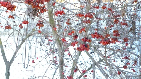 Bunches of dried red mountain ash hang on tree branches in winter 스톡 동영상 123574836
