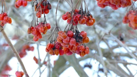 Bunches of dried red mountain ash hang on tree branches in winter Stock-Footage 123574841