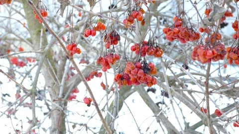Bunches of dried red mountain ash hang on tree branches in winter, close-up Stock-Footage 123574889