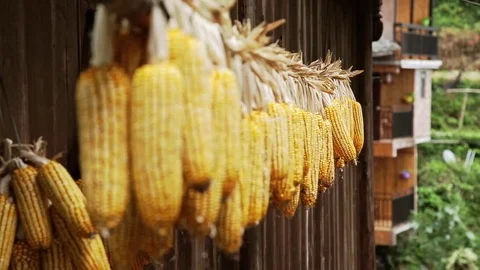 Bunches of Dry Corn Stock Footage 81459160