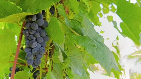 Bunches of fresh blue grapes growing on vine outdoors Stock Footage 344878401