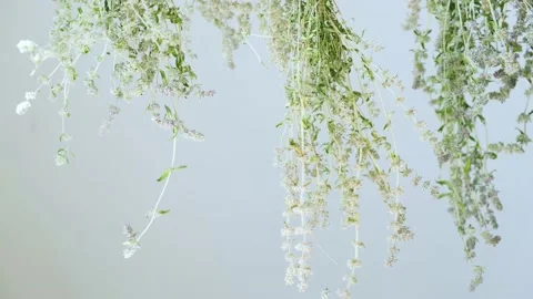 Bunches of fresh thyme Stock Footage 134479747