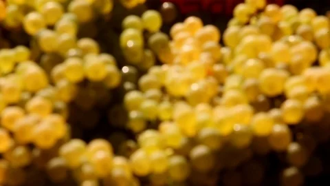 Bunches of grape Stock Footage 102569030