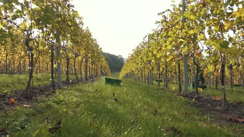 Bunches of grapes are ripen on the vines plantation fields Stock Footage