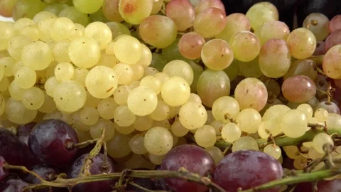 Bunches of grapes of different varieties rotating as a background. Grape close Stock Footage 251919854