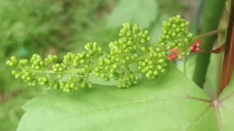 Bunches of grapes before flowering Stock Footage 310799502