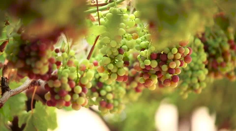 Bunches of grapes Stock Footage 56240108