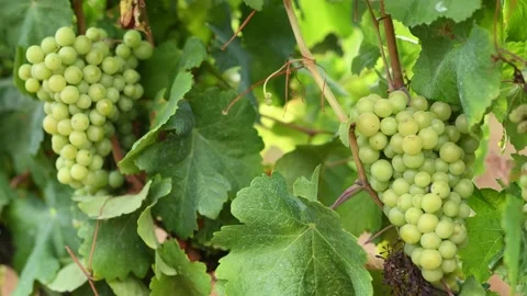 Bunches of grapes Stock Footage 137864327