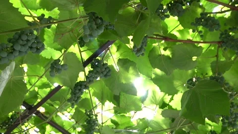 Bunches of grapes Stock-Footage 159864618