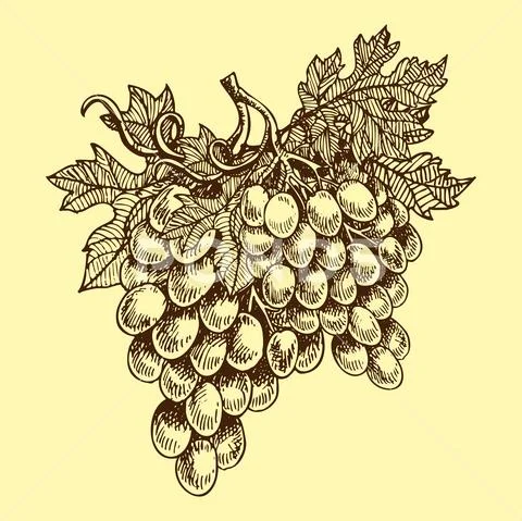 Bunches of grapes grow hand drawn viticulture vector illustration sketch nature Stock Illustration