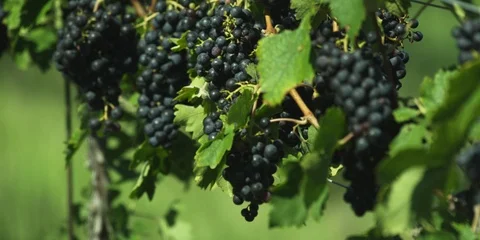 Bunches of grapes hanging on the vines in vineyard Stock Footage 103821253