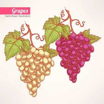 Bunches of grapes 库存插图