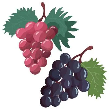 Bunches of grapes Stock Illustration