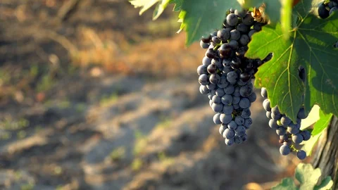 Bunches of grapes in the morning sun 스톡 동영상 127991353