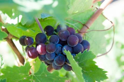 Bunches of grapes Stock Photos