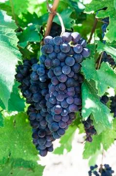 Bunches of grapes Stock Photos