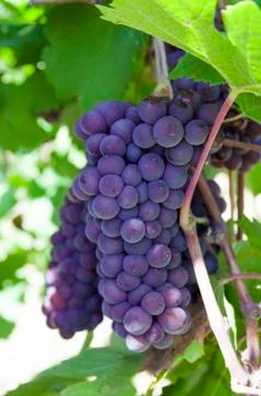 Bunches of grapes Stock Photos