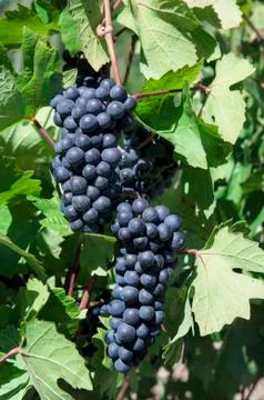 Bunches of grapes Stock Photos