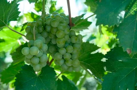Bunches of grapes Stock Photos