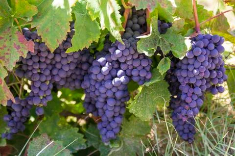 Bunches of grapes Stock Photos