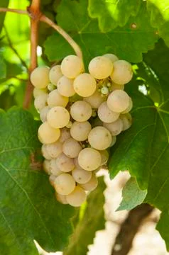 Bunches of grapes Stock Photos