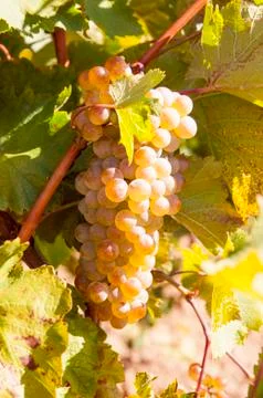Bunches of grapes Stock Photos