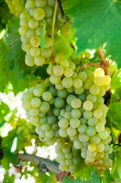 Bunches of grapes Stock Photos