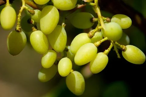 	Bunches of grapes Stock Photos