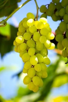 	Bunches of grapes Stock Photos