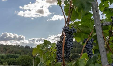 Bunches of grapes Stock Photos