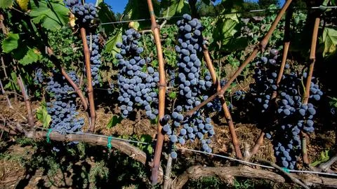 Bunches of grapes Stock Photos