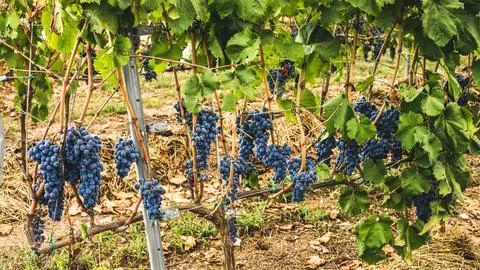 Bunches of grapes Stock Photos