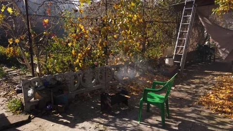 Bunches of grapes. The rays of the sun in the smoke. Vine. Yellow leaves. Sunny. Vídeos de archivo 167503045