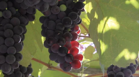 Bunches of grapes in sunbeams Stock Footage 49660133