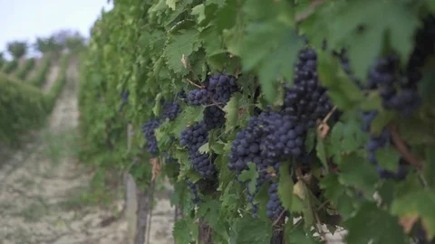 Bunches of grapes on the vine Stock Footage 71323213