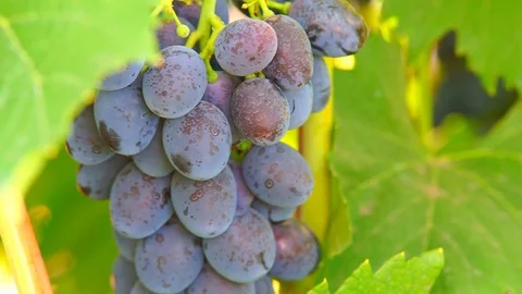 Bunches of grapes on the vine Stock Footage 79812313