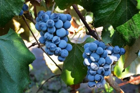 Bunches of grapes on the vine Stock Photos