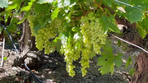 Bunches grapes on vine in vineyard close up Stock Footage 250247374