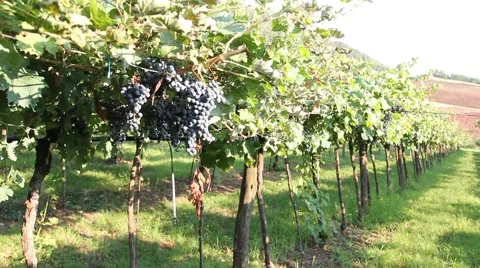 Bunches of grapes in a vineyard Stock Footage 67621843