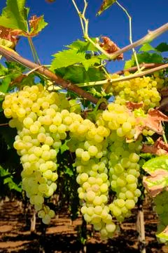 Bunches of grapes in a vineyard Stock Photos