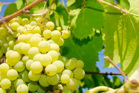 Bunches of grapes in a vineyard Stock Photos