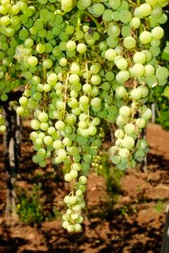 Bunches of grapes in a vineyard Stock Photos