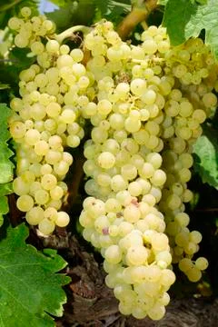 Bunches of grapes in a vineyard Stock Photos
