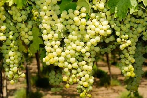 Bunches of grapes in a vineyard Stock Photos