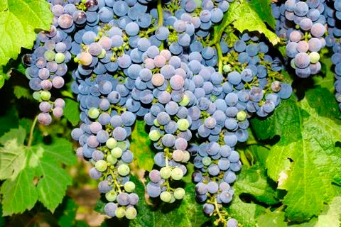 Bunches of grapes in a vineyard Stock Photos
