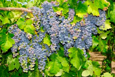 Bunches of grapes in a vineyard Stock Photos