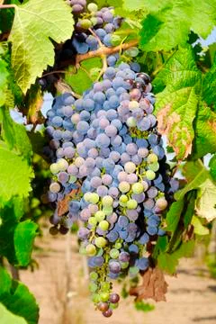 Bunches of grapes in a vineyard Stock Photos